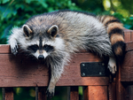 США обвинили украинца в причастности к созданию MaaS-сервиса Raccoon